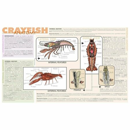 FREY SCIENTIFIC Crayfish Dissection Mat, 9-3/4 x 16" 420.5020.1